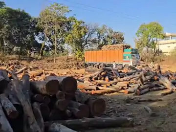 The unbridled cutting of eucalyptus trees was caught by the joint team in surguja | बिना अनुमति नीलगिरी के पेड़ों की कटाई: सरगुजा में पकड़ाई 20 ट्रक लकड़ी, सेटिंग से दूसरे राज्यों में भेजे जाने की तैयारी थी – Ambikapur (Surguja) News